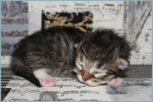 Siberian Kitten from Deedlebug Siberians who passed away